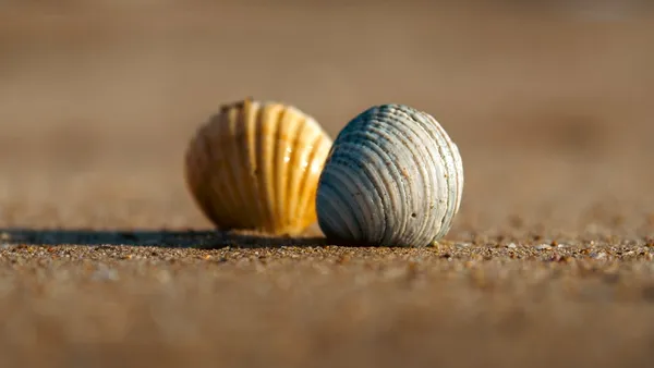 Two Seashells